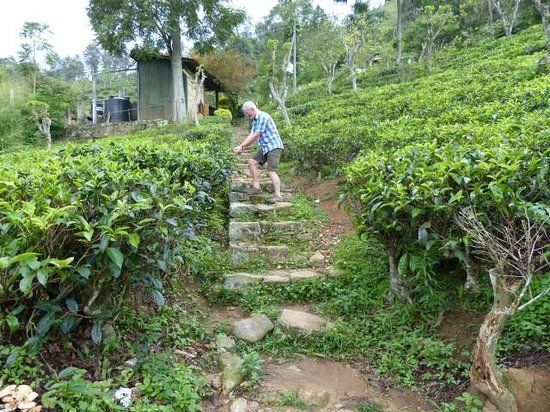 Kinellan Tea Factory